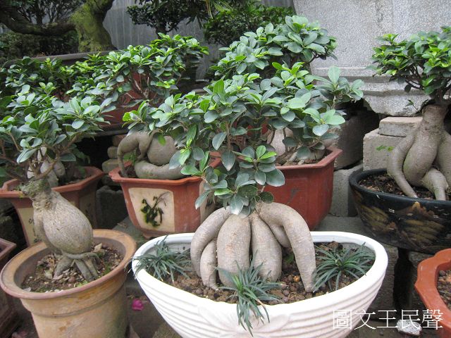 人参榕ficus microcarpa